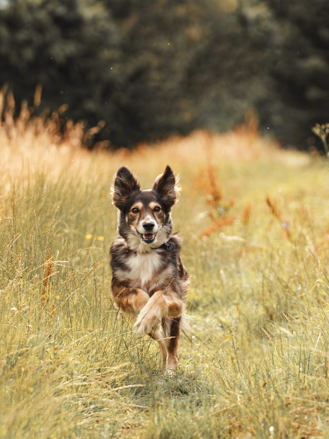 Chien en pleine course dans un champ