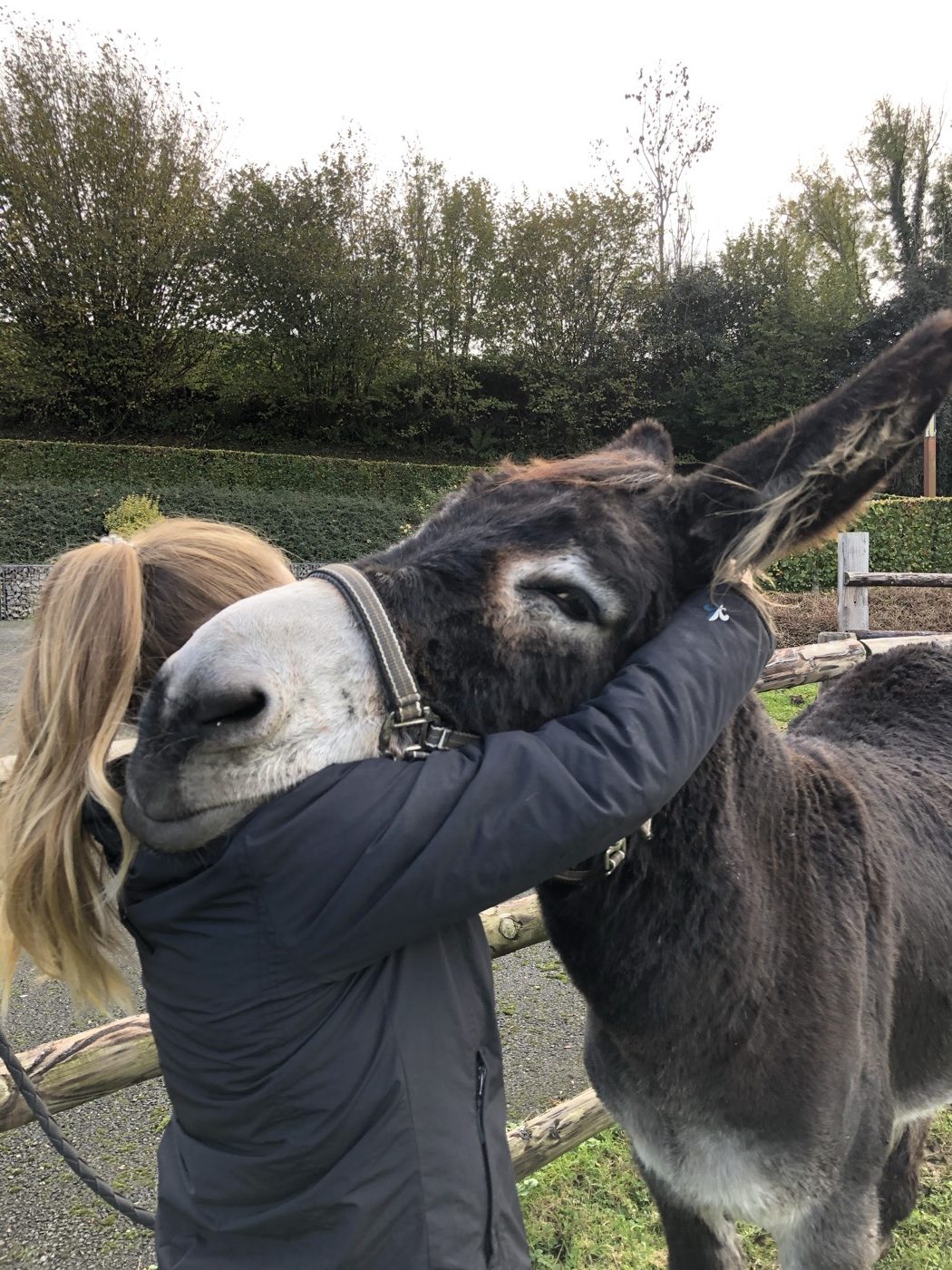 Câlin avec un âne