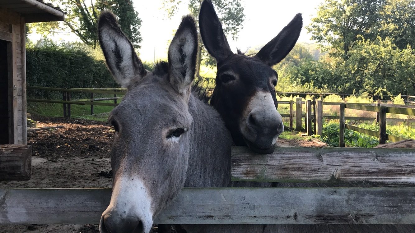 Deux ânes au pré, tête contre tête