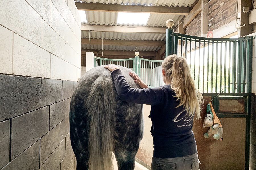 Séance d'ostéopathie sur un cheval en écurie