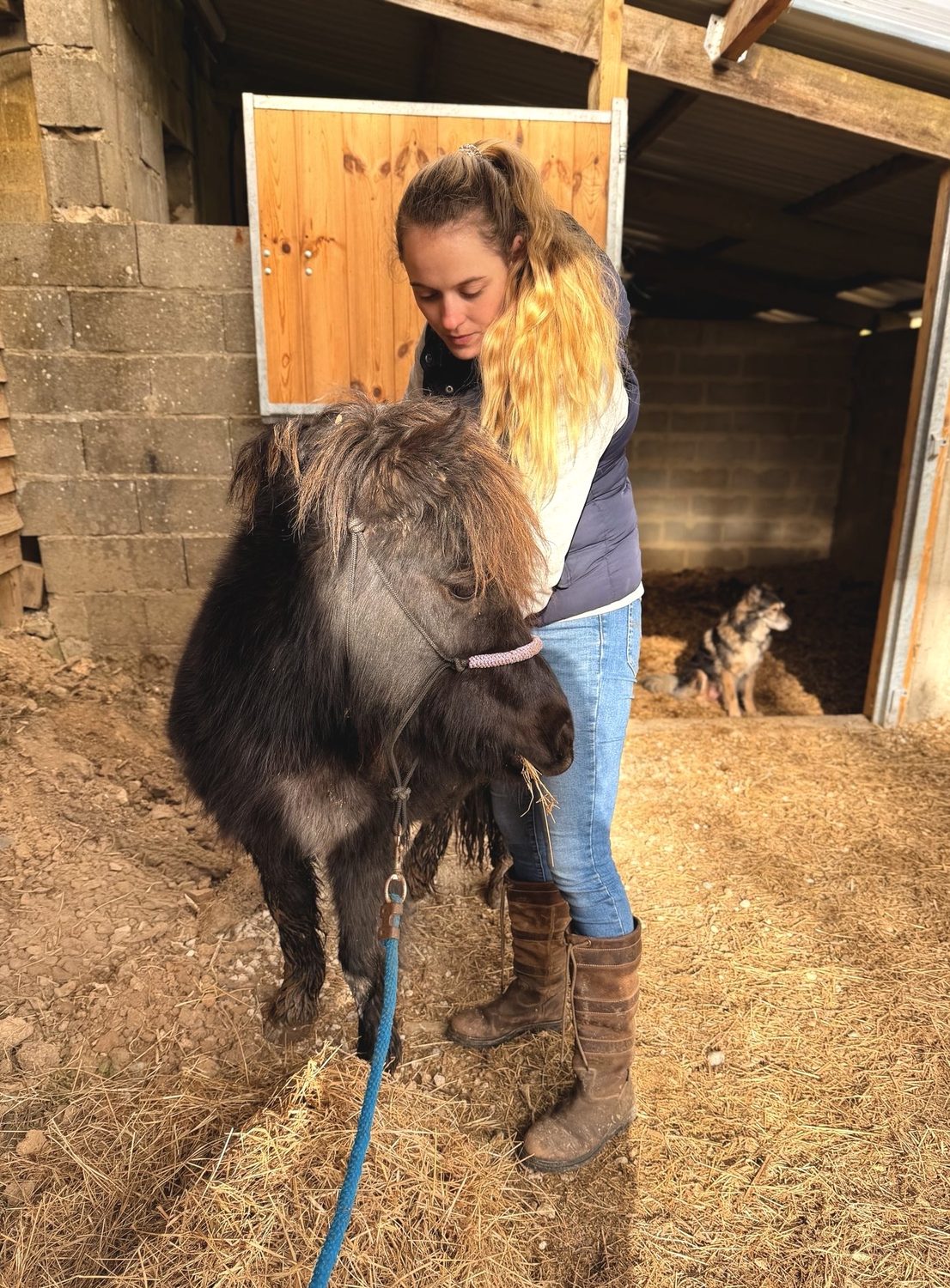 Petit poney tout ébouriffé en écurie