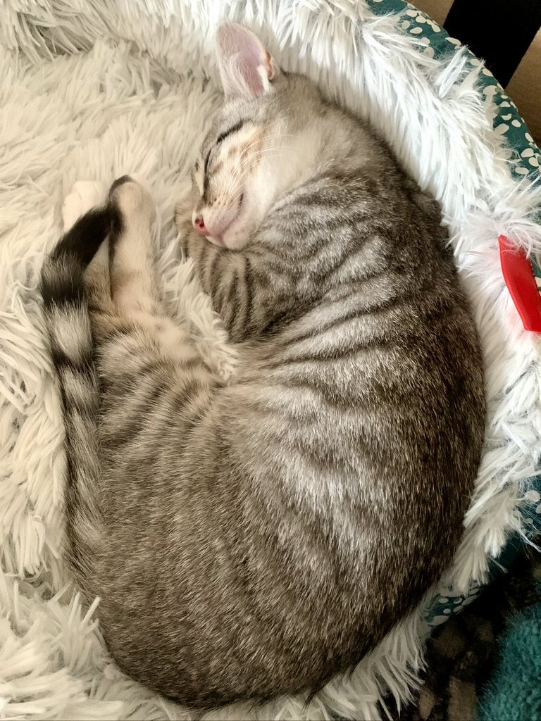 Chat endormi, roulé en boule dans son panier