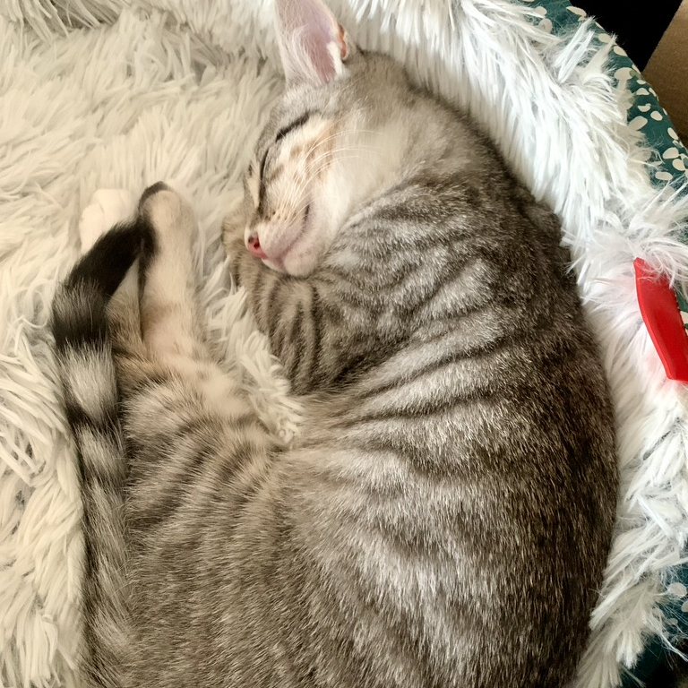 Chat endormi, roulé en boule dans son panier