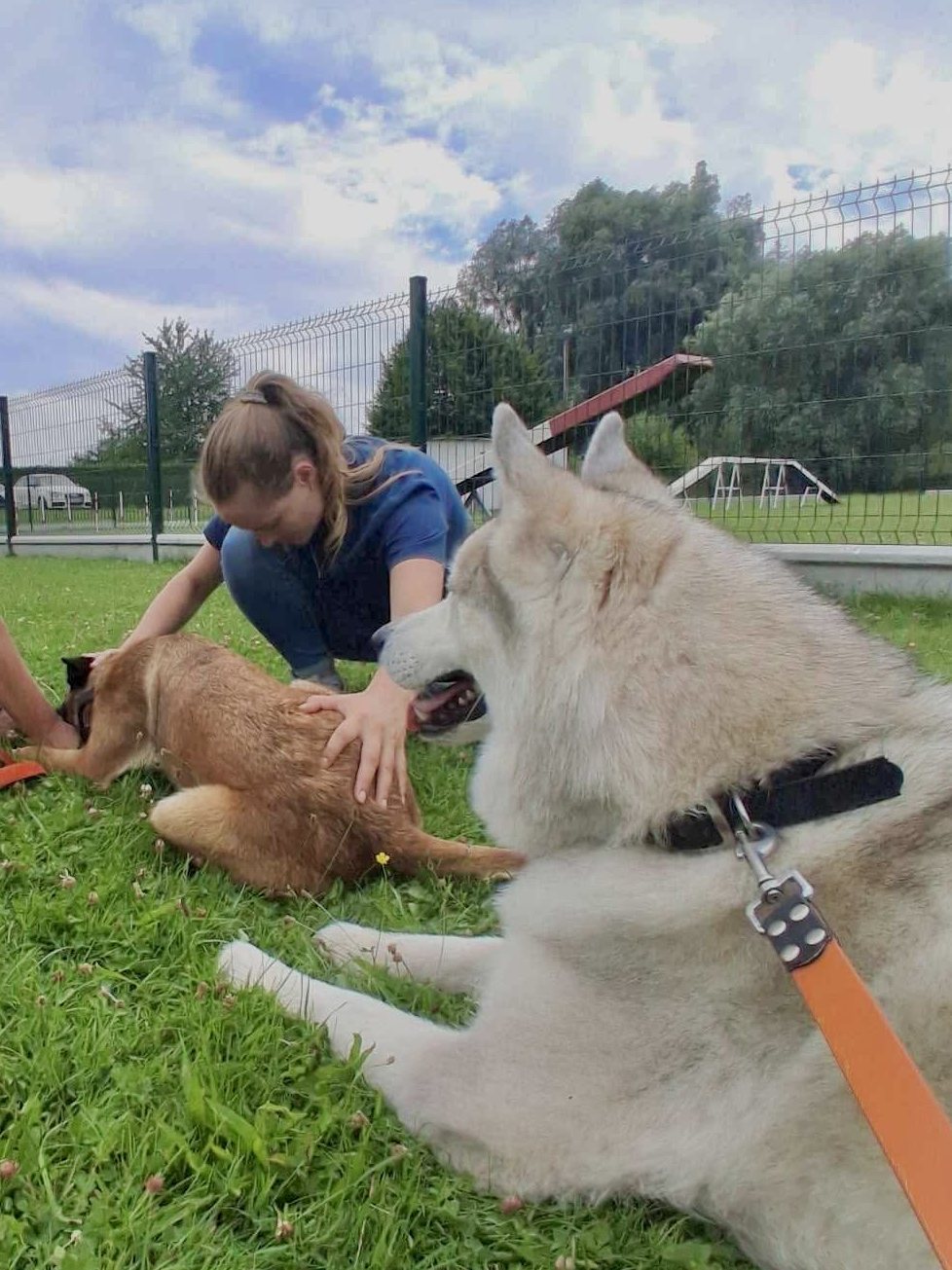 Séance d'ostéopathie sur un chien allongé dans l'herbe, un second chien au premier plan