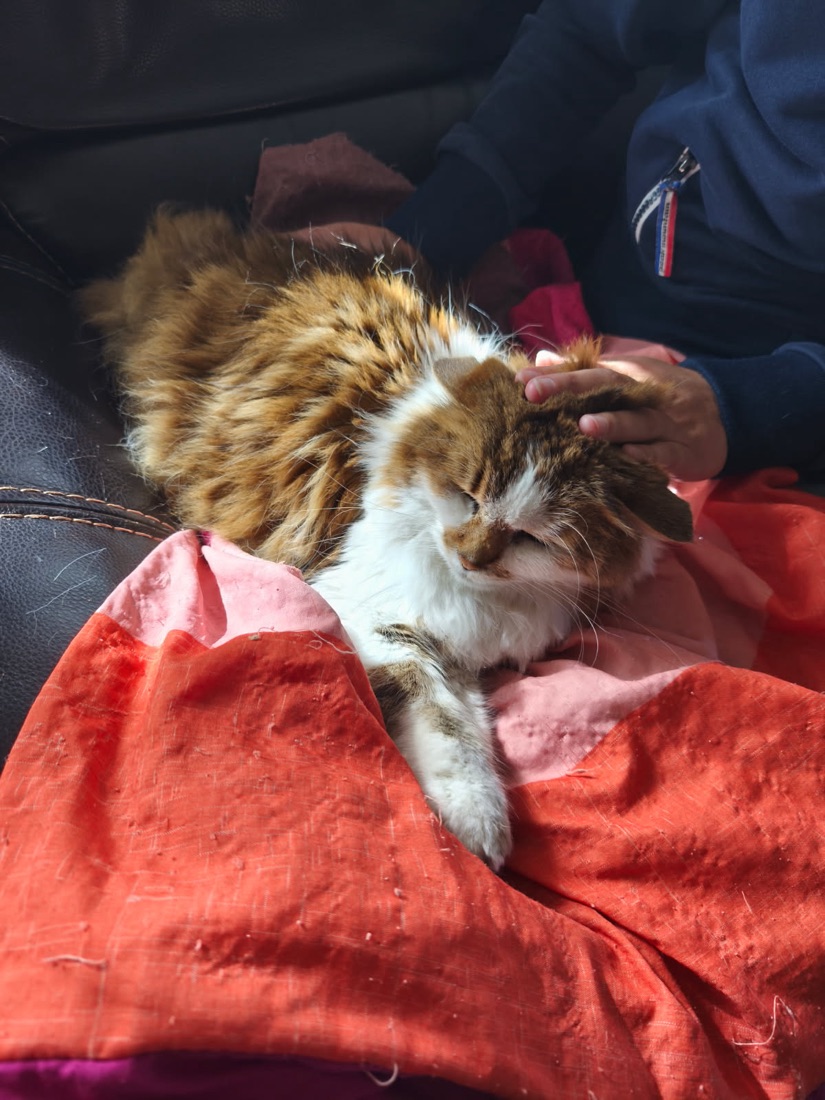 Chat câliné pendant une consultation