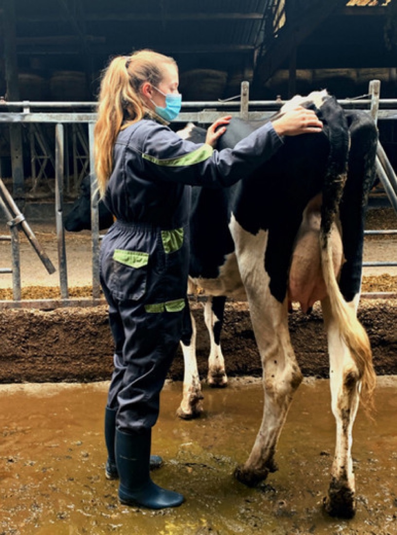 Suivi ostéopathique d'une vache en exploitation